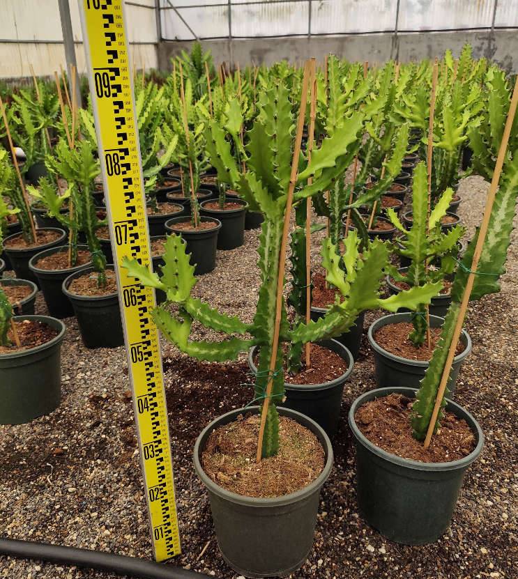 0 - Euphorbia lactea Pot de 25L - 80/100cm - Image 2