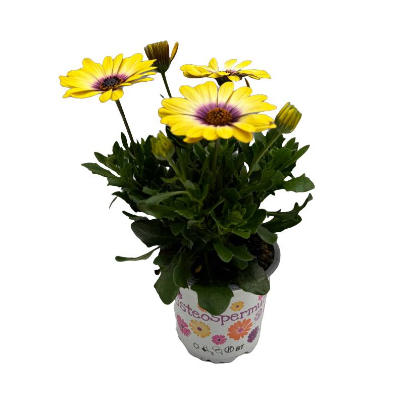 Osteospermum jaune Pot 10,5 cm
