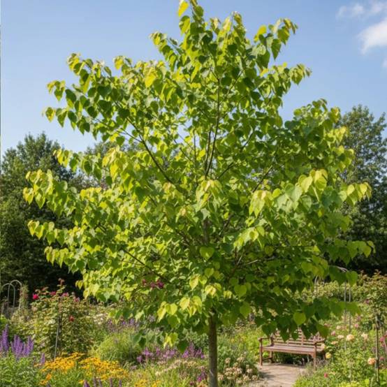 Cercis du Canada Hearts of Gold, Arbre de Judée, Gainier du Canada à fleurs Rose - feuillage Caduc - Pot de 15L - Baliveau- hauteur à maturité De 5,0 - Image 2