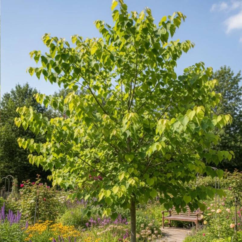 Cercis du Canada Hearts of Gold, Arbre de Judée, Gainier du Canada à fleurs Rose - feuillage Caduc - Pot de 15L - Baliveau-  hauteur à maturité De 5,0 - Image 2