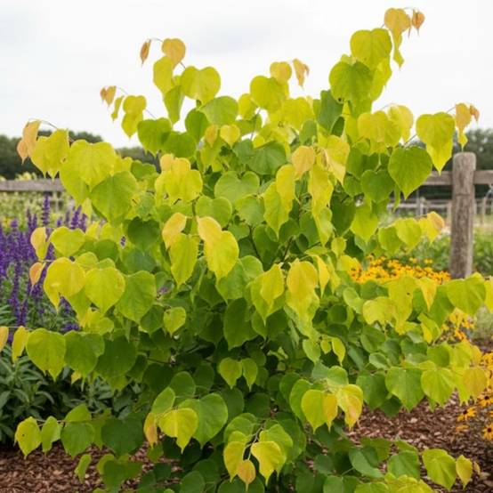 Cercis du Canada Hearts of Gold, Arbre de Judée, Gainier du Canada à fleurs Rose - feuillage Caduc - Pot de 15L - Baliveau- hauteur à maturité De 5,0 - Image 1