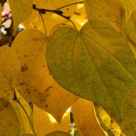 Cercis du Canada Hearts of Gold, Arbre de Judée, Gainier du Canada à fleurs Rose - feuillage Caduc - Pot de 15L - Baliveau- hauteur à maturité De 5,0 - Image 4
