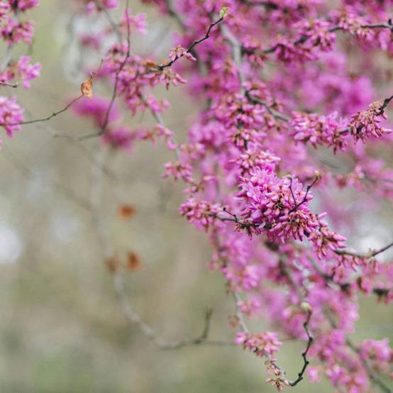 Cercis du Canada Hearts of Gold, Arbre de Judée, Gainier du Canada à fleurs Rose - feuillage Caduc - Pot de 15L - Baliveau- hauteur à maturité De 5,0 - Image 5