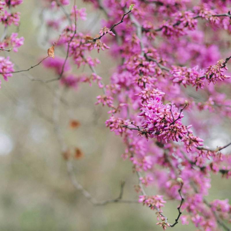 Cercis du Canada Hearts of Gold, Arbre de Judée, Gainier du Canada à fleurs Rose - feuillage Caduc - Pot de 15L - Baliveau-  hauteur à maturité De 5,0 - Image 5