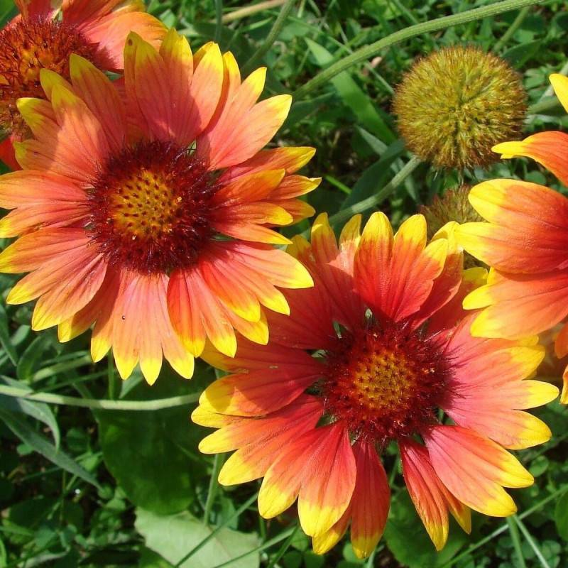 Gaillarde Dazzler à fleurs Rouge/Jaune - feuillage Caduc - Godet - 5/20 cm - Image 1
