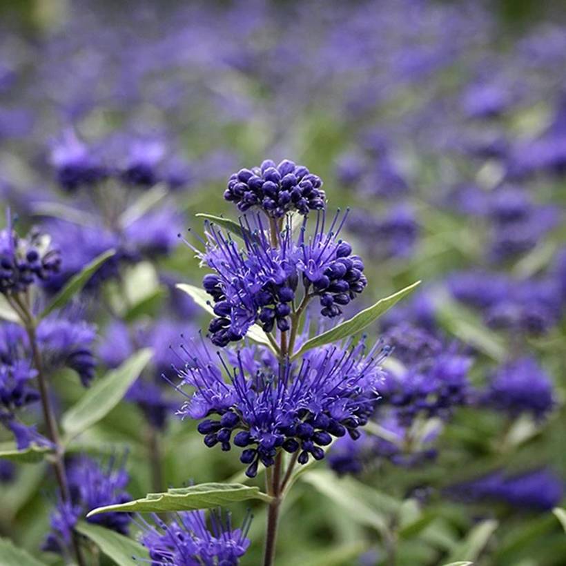 Promesse de Fleurs - Caryopteris clandonensis Dark Knight - Spirée bleue Pot de 4L/5L