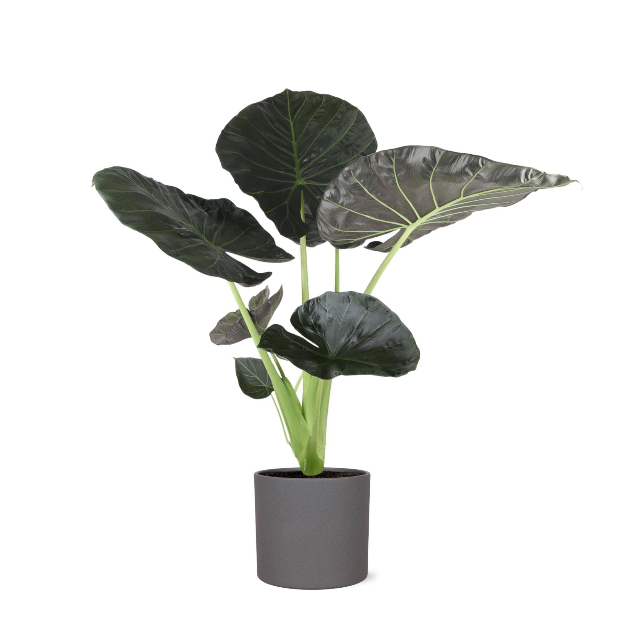 Alocasia Regal Shield et son pot- La Green Touch Relief Blanc - Hauteur 110cm - Image 9
