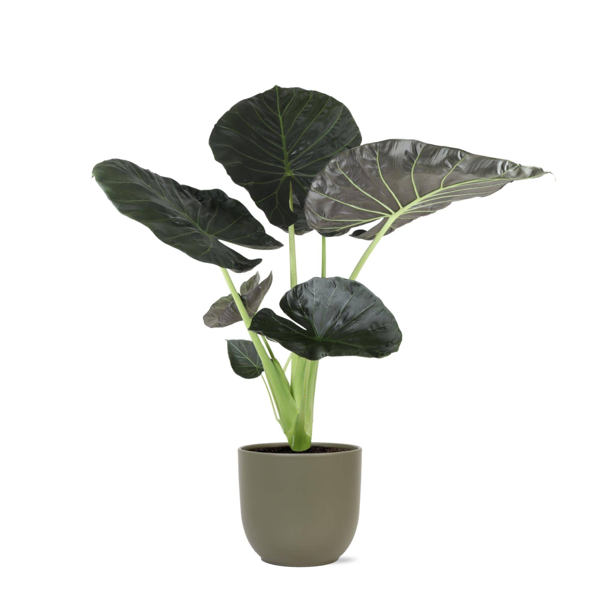 Alocasia Regal Shield et son pot- La Green Touch Relief Blanc - Hauteur 110cm - Image 6