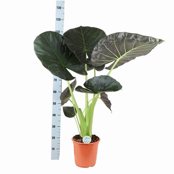 Alocasia Regal Shield et son pot- La Green Touch Relief Blanc - Hauteur 110cm - Image 3