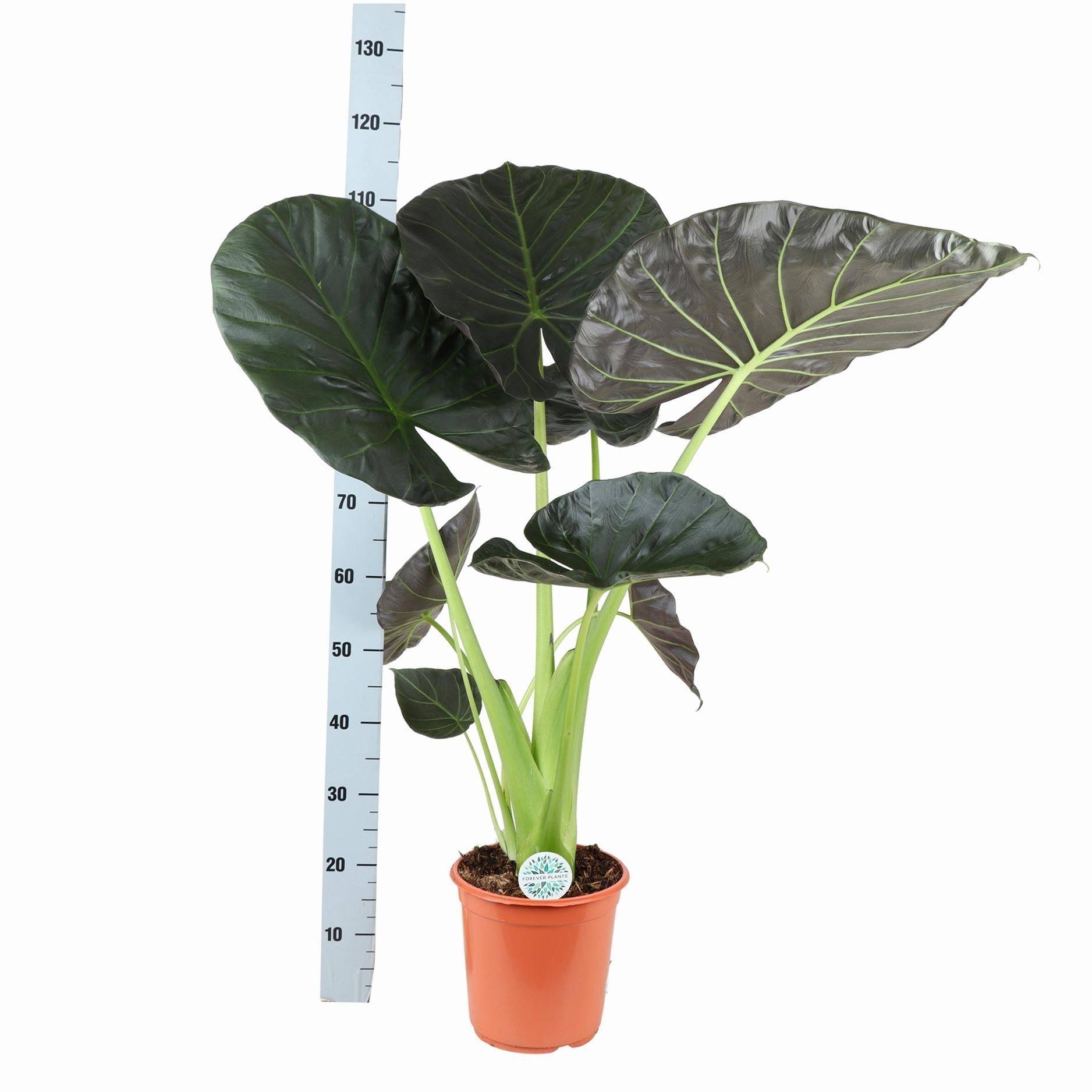 Alocasia Regal Shield et son pot- La Green Touch Relief Blanc - Hauteur 110cm - Image 3
