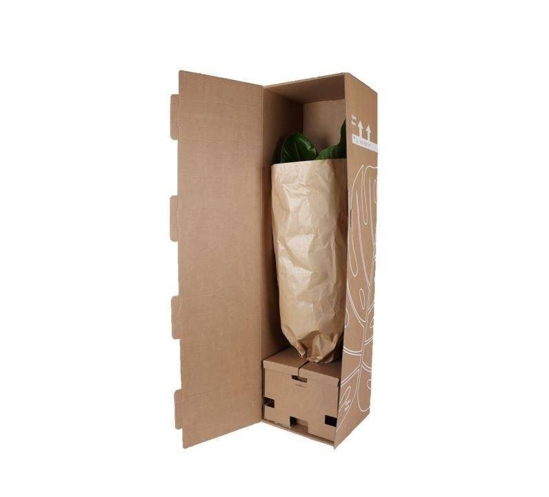 Alocasia Regal Shield et son pot- La Green Touch Relief Blanc - Hauteur 110cm - Image 4