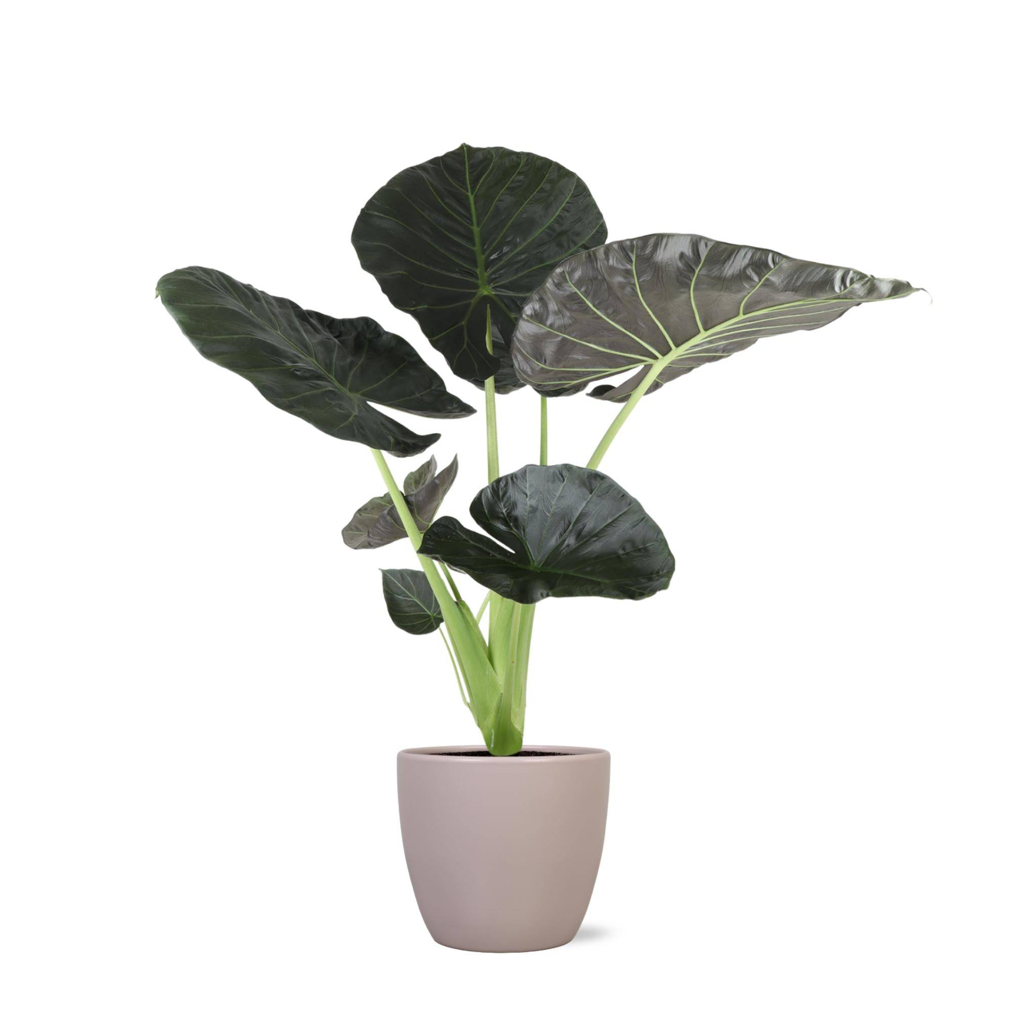Alocasia Regal Shield et son pot- La Green Touch Relief Blanc - Hauteur 110cm - Image 7