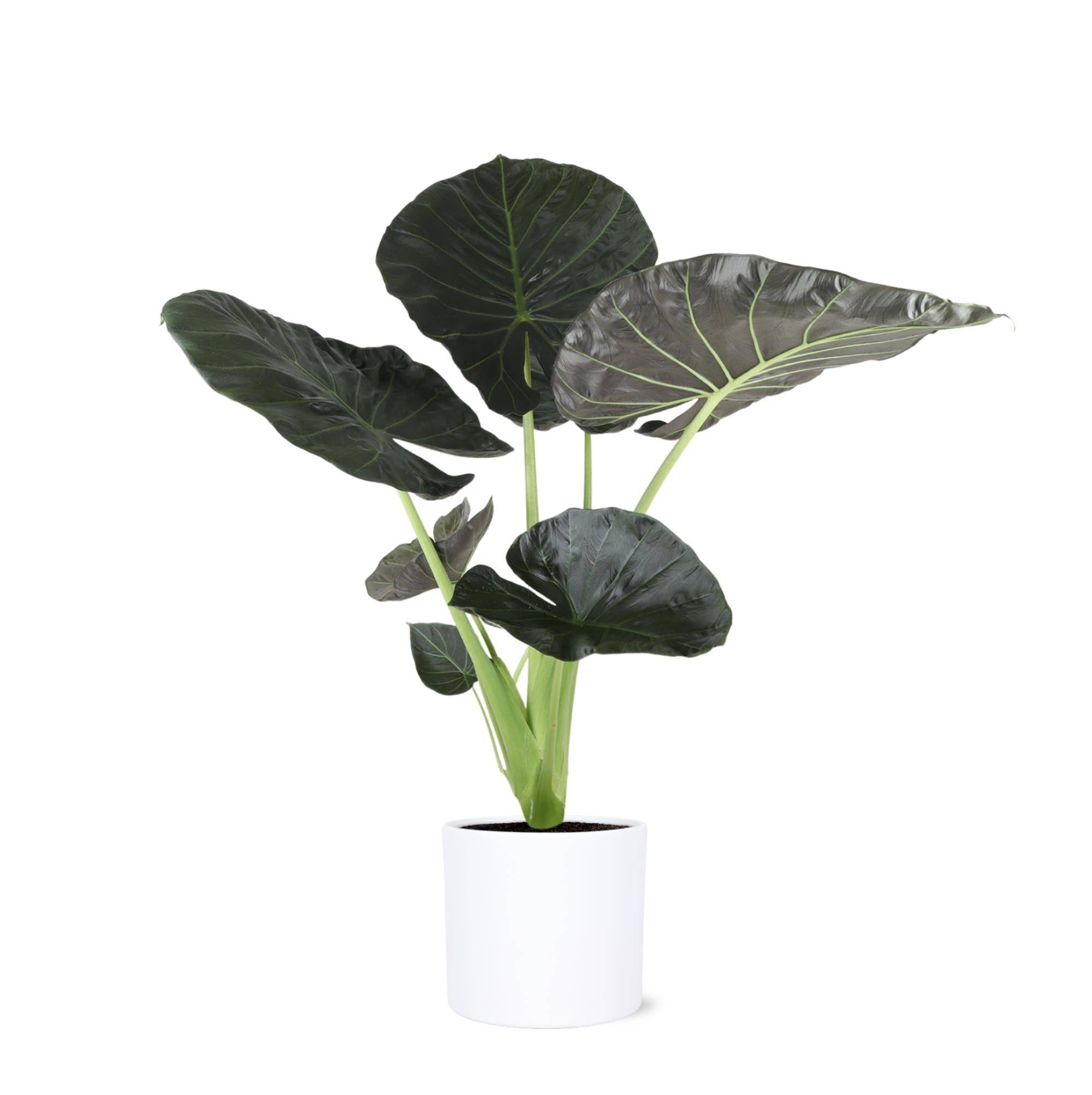 Alocasia Regal Shield et son pot- La Green Touch Relief Blanc - Hauteur 110cm - Image 1