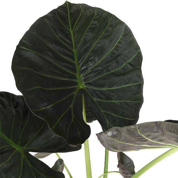 Alocasia Regal Shield et son pot- La Green Touch Relief Blanc - Hauteur 110cm - Image 2