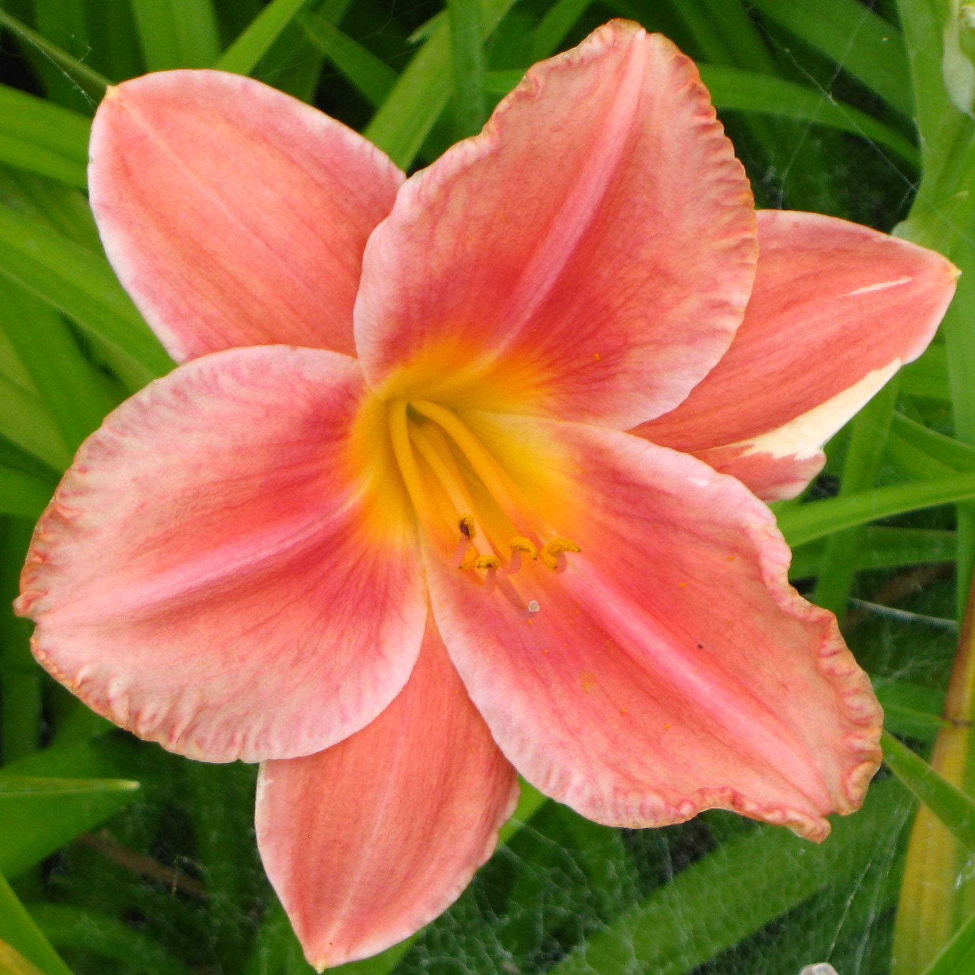 Promesse de Fleurs - Hémérocalle South Seas - Lis d'un jour orange corail vif Godet de 8/9 cm