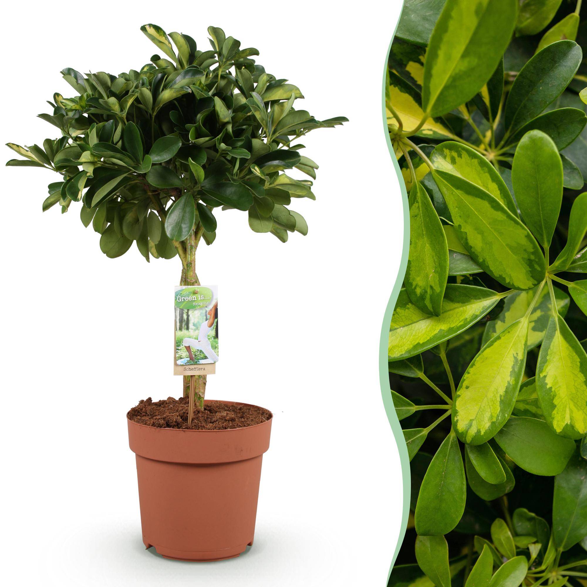 Schefflera Gold Capelle - Pot de 21cm - Hauteur 70-81cm - Sans cache-pot - Plantes d'intérieur - Image 1