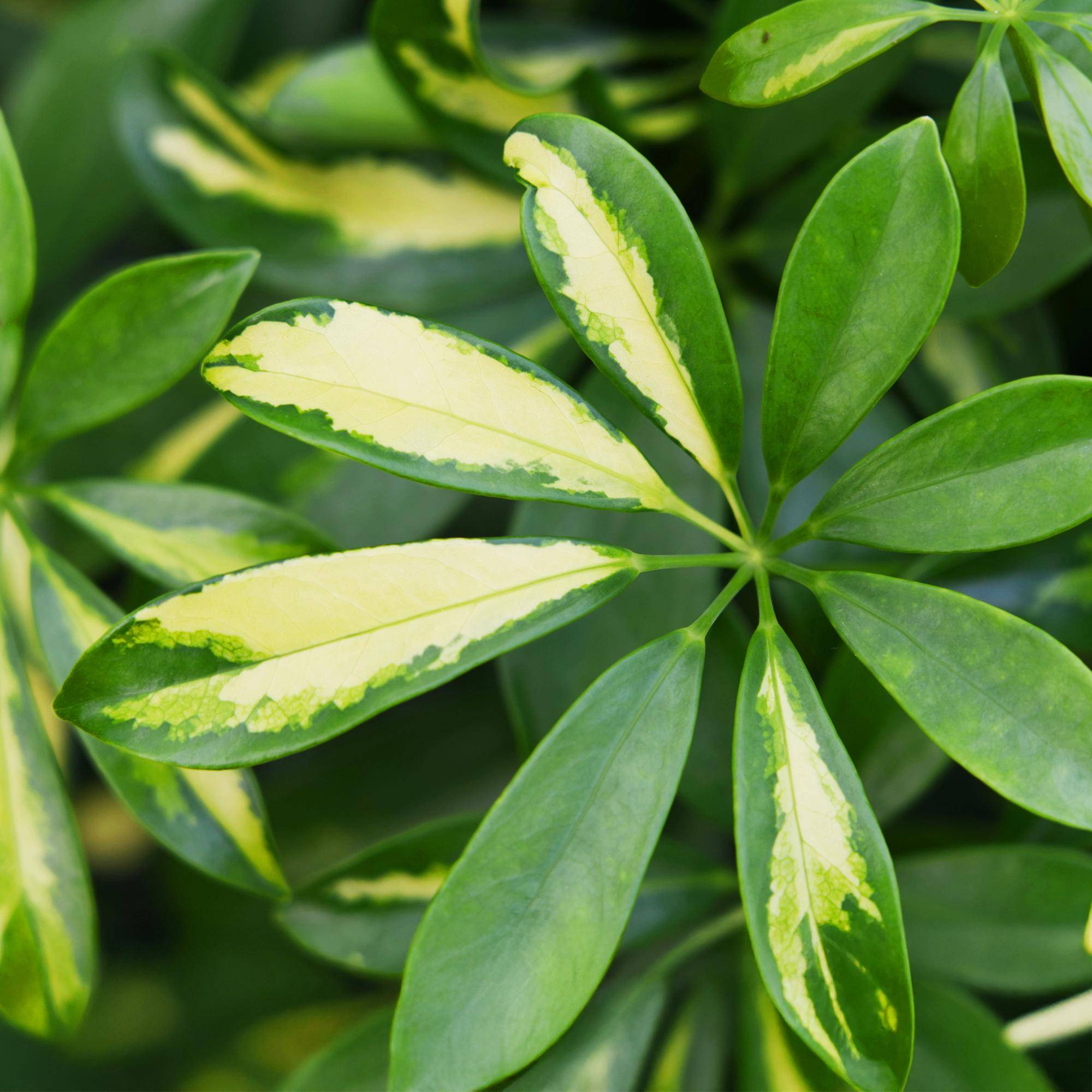 Schefflera Gold Capelle - Pot de 21cm - Hauteur 70-81cm - Sans cache-pot - Plantes d'intérieur - Image 5