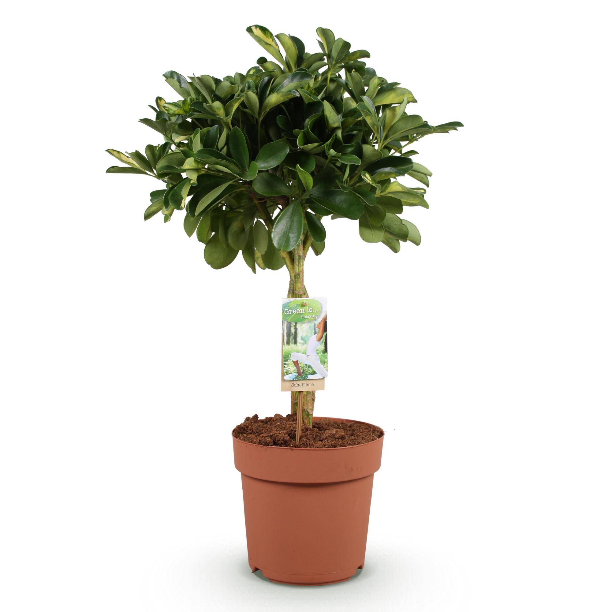 Schefflera Gold Capelle - Pot de 21cm - Hauteur 70-81cm - Sans cache-pot - Plantes d'intérieur - Image 2