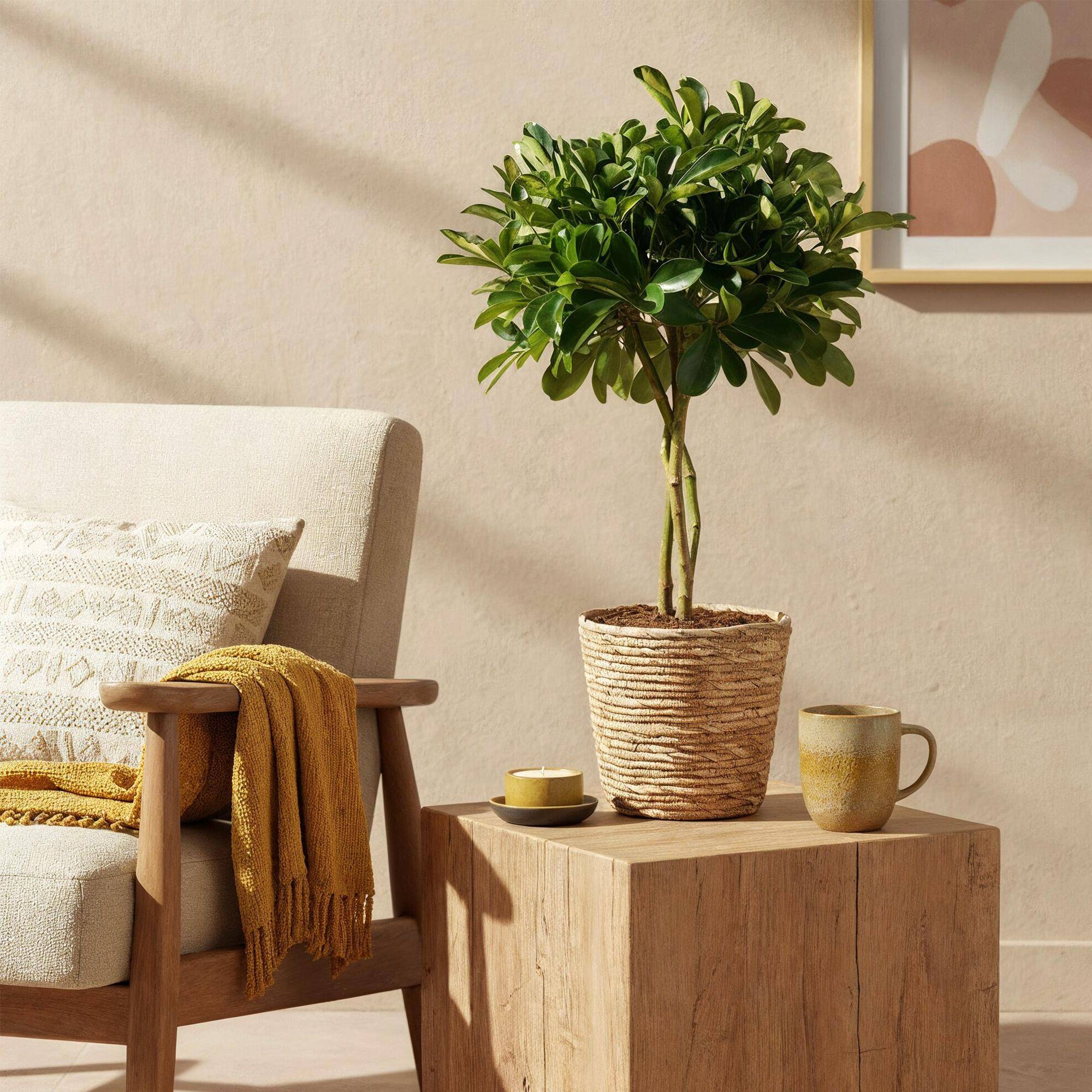 Schefflera Gold Capelle - Pot de 21cm - Hauteur 70-81cm - Sans cache-pot - Plantes d'intérieur - Image 4