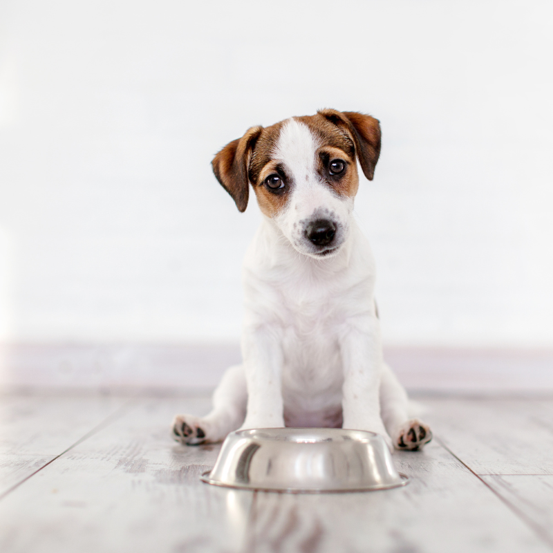 Nestor - Croquettes Bio à la Volaille pour Chien de Petite Taille - Image 2