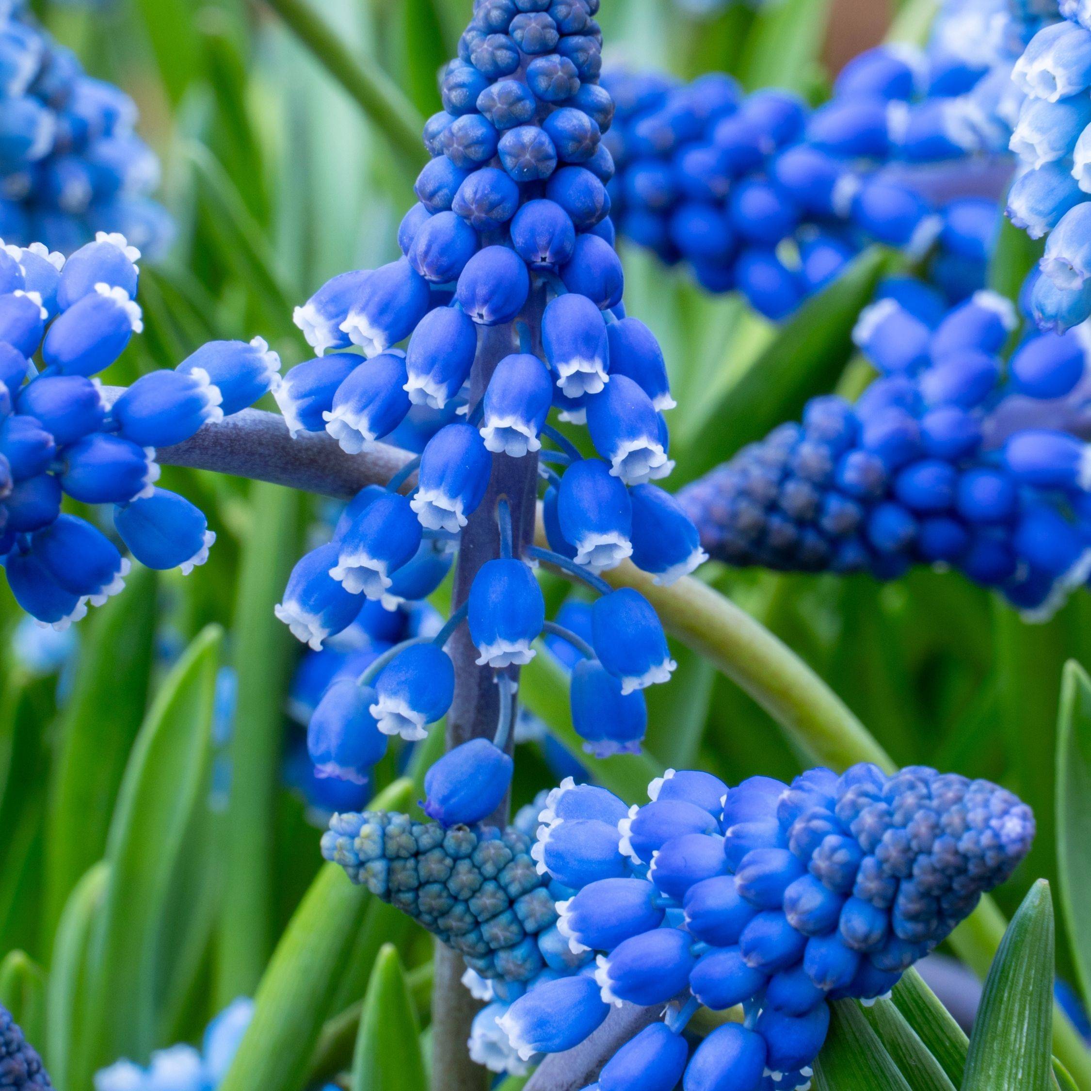 Muscari d'Arménie - Set de 100 - Muscari armeniacum - Bulbes à fleurs - Bleu - Image 4