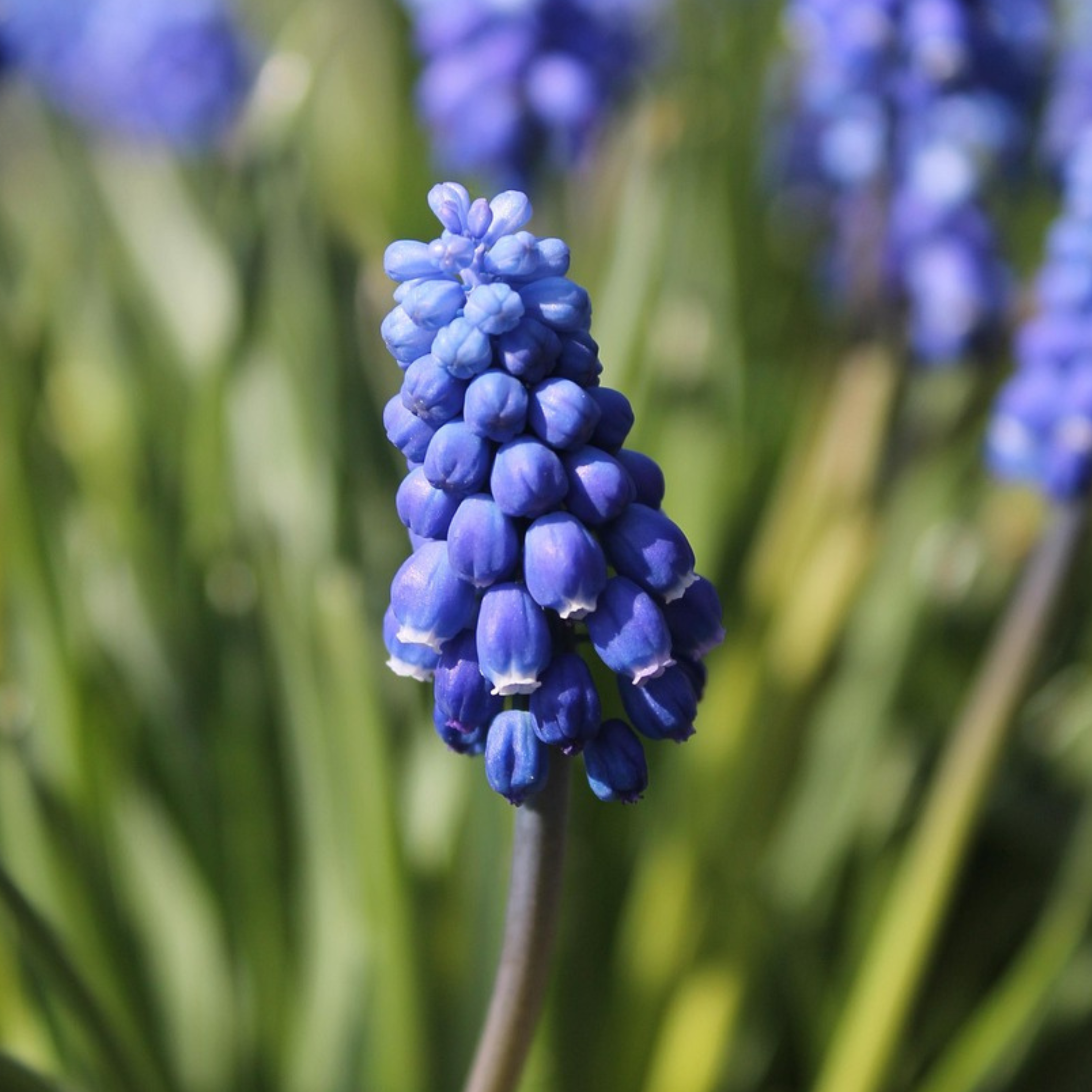 Muscari d'Arménie - Set de 100 - Muscari armeniacum - Bulbes à fleurs - Bleu - Image 5