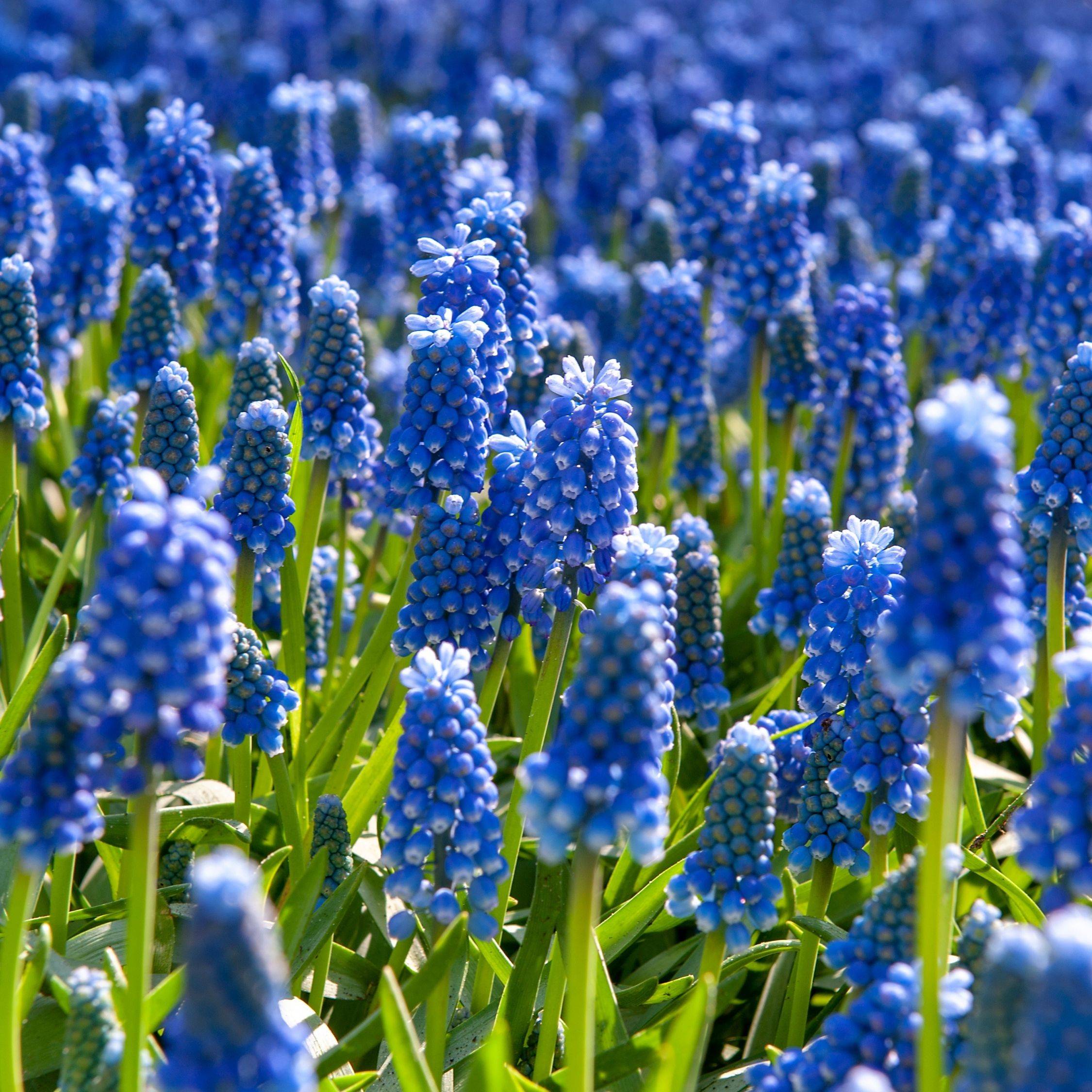 Muscari d'Arménie - Set de 100 - Muscari armeniacum - Bulbes à fleurs - Bleu - Image 2