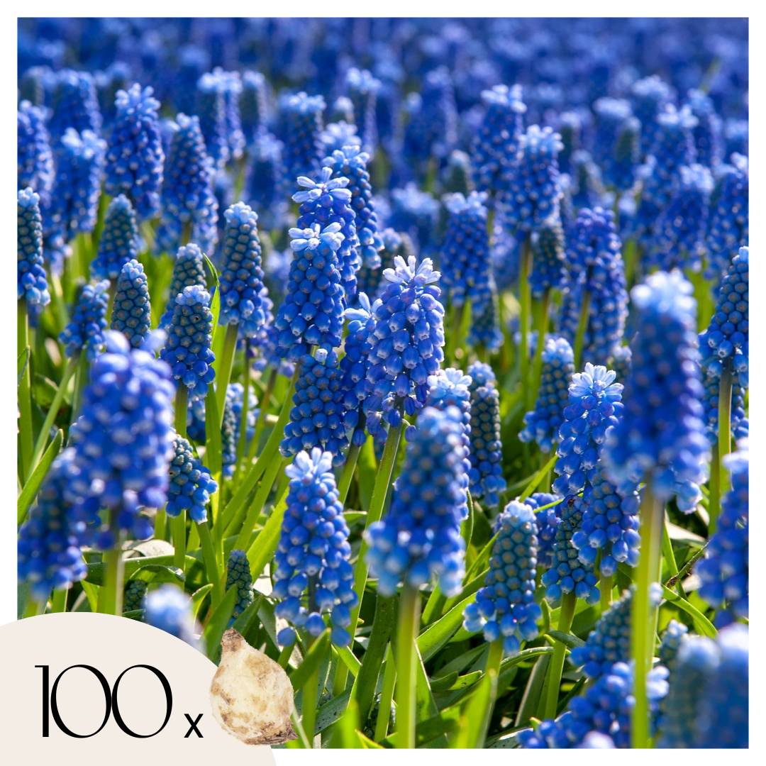 Muscari d'Arménie - Set de 100 - Muscari armeniacum - Bulbes à fleurs - Bleu - Image 1