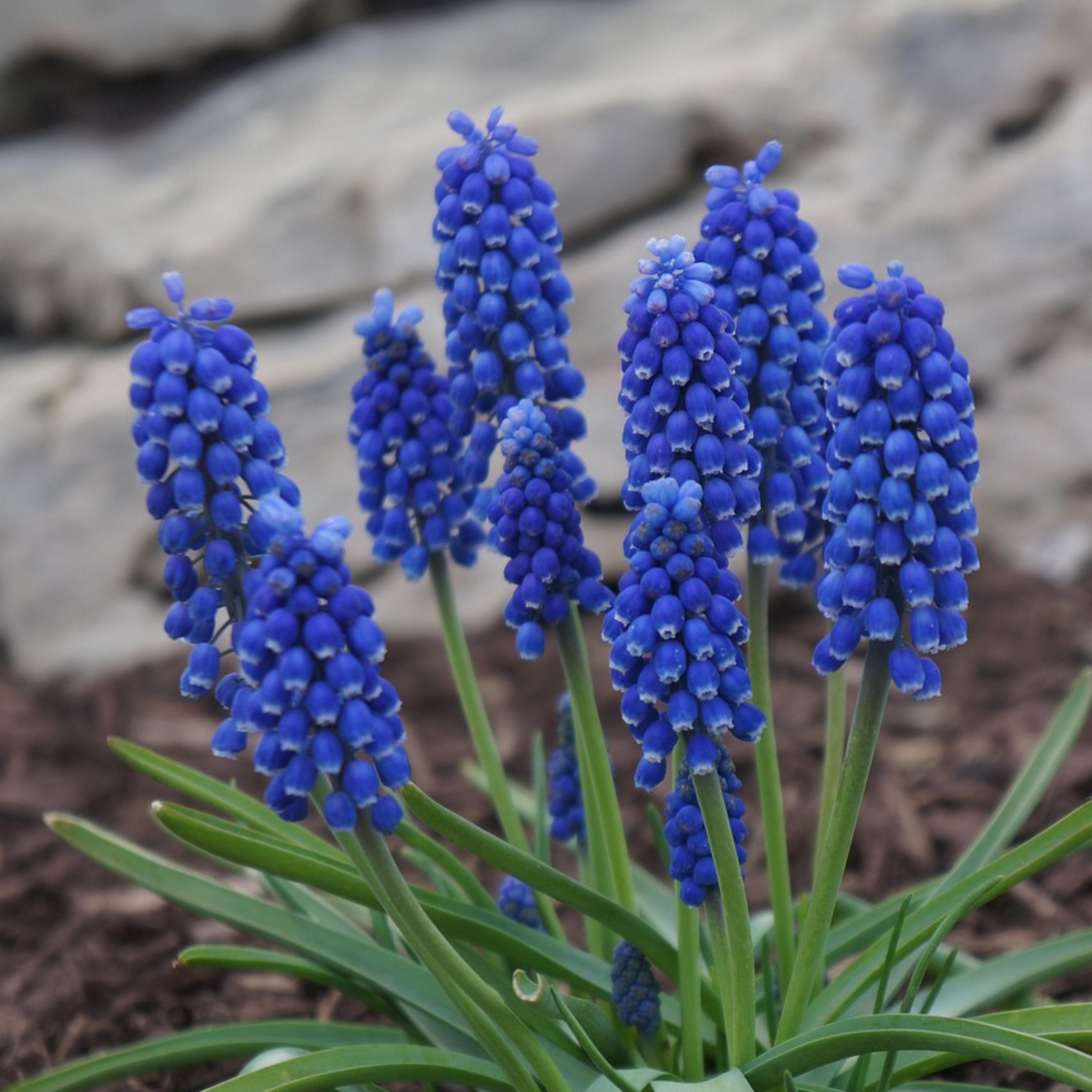 Muscari d'Arménie - Set de 100 - Muscari armeniacum - Bulbes à fleurs - Bleu - Image 3