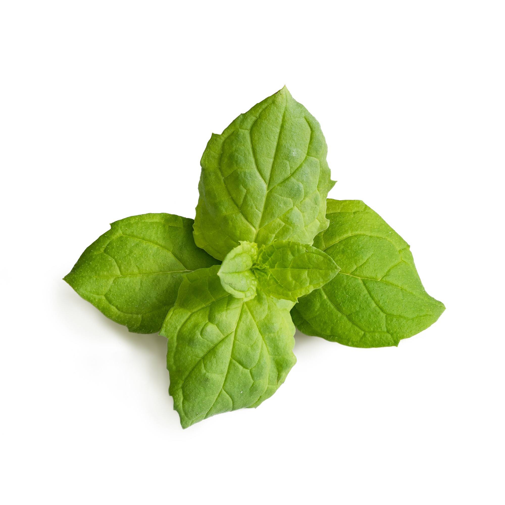 Veritable - Lingot Menthe marocaine BIO - Recharge prête à l'emploi - Véritable - Image 2