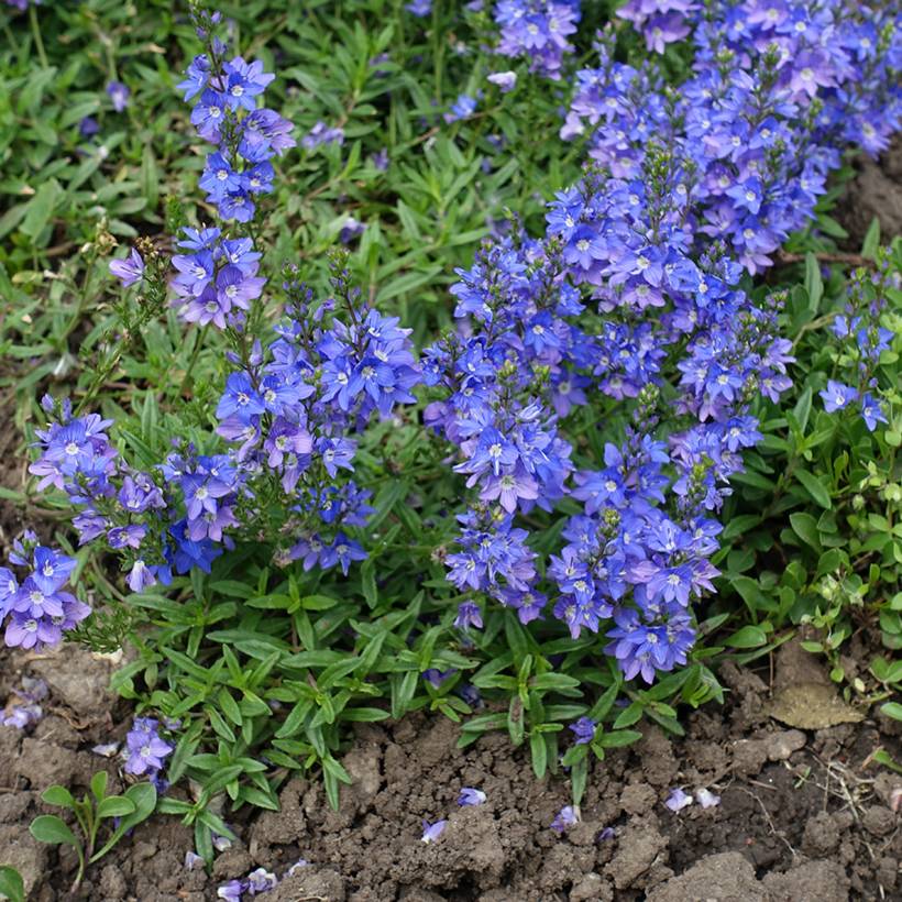 Veronica prostrata - Véronique couchée Godet de 8/9 cm