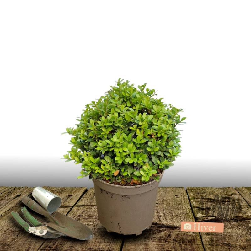 Houx crénelé Chat'o® 'FarrowSK6' - Pot de 7,5L - 60/80 cm - Image 3