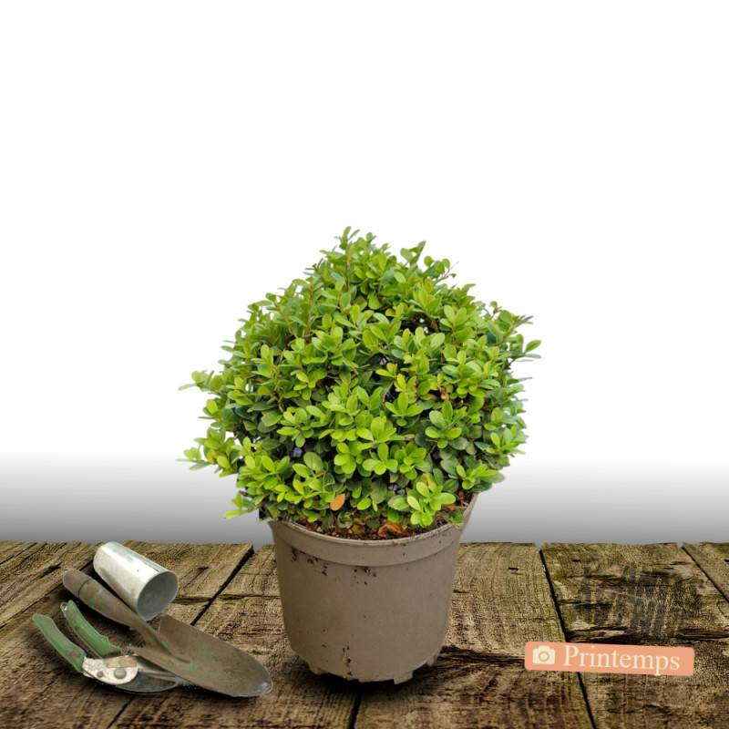 Houx crénelé Chat'o® 'FarrowSK6' - Pot de 7,5L - 60/80 cm - Image 4