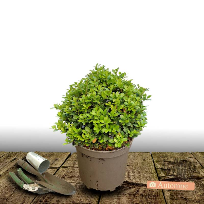 Houx crénelé Chat'o® 'FarrowSK6' - Pot de 7,5L - 60/80 cm - Image 1