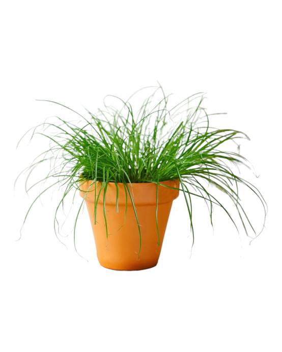 La Green Touch - Herbe à chat 28cm - Plante d'intérieur- La Green Touch - Image 1