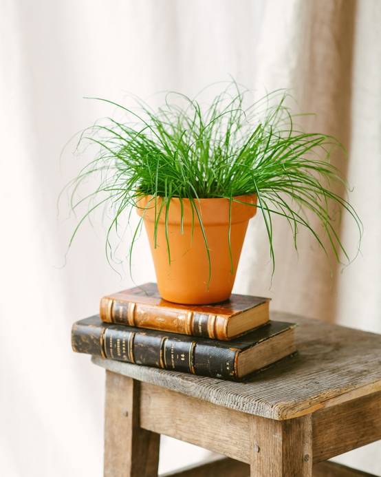 La Green Touch - Herbe à chat 28cm - Plante d'intérieur- La Green Touch - Image 2