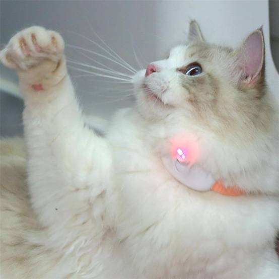 Collier pour chat(Rose) DtopbuyAge - Image 2