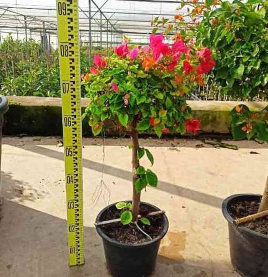 0 - Bougainvillier hybride (bougainvillier) Pot de 40 litres - 100/120 cm - Image 1