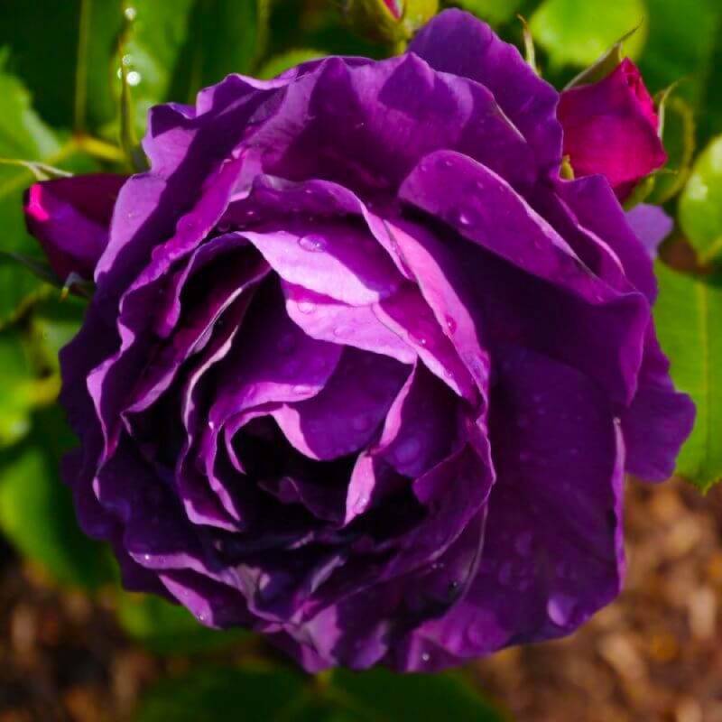 Rosier 'Purple Eden' - Racines nues - Taille 20 à 30cm - Pépinières Naudet - Image 1