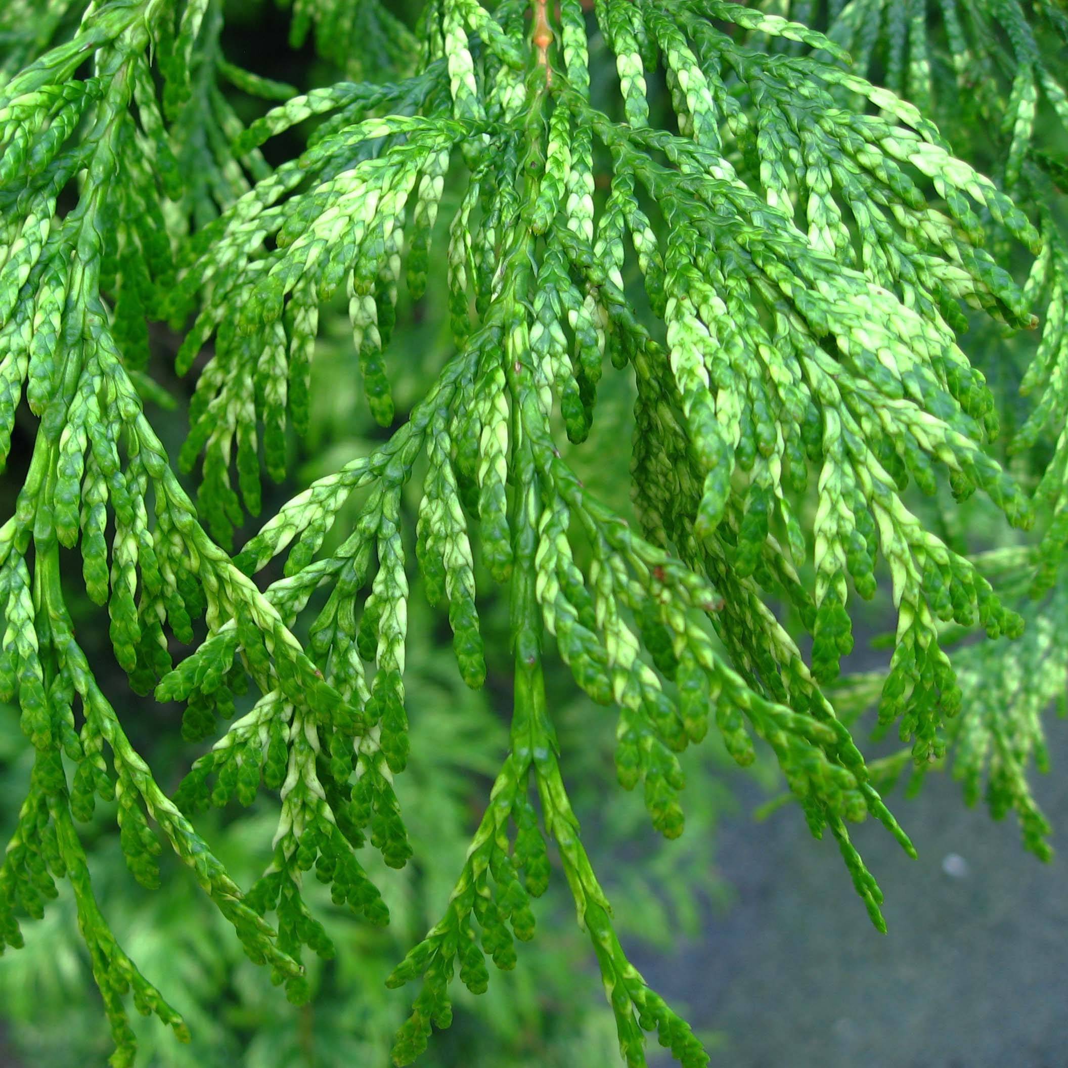 Promesse de Fleurs - Thuya pour haie Zebrina - Thuja plicata Godet de 8/9 cm