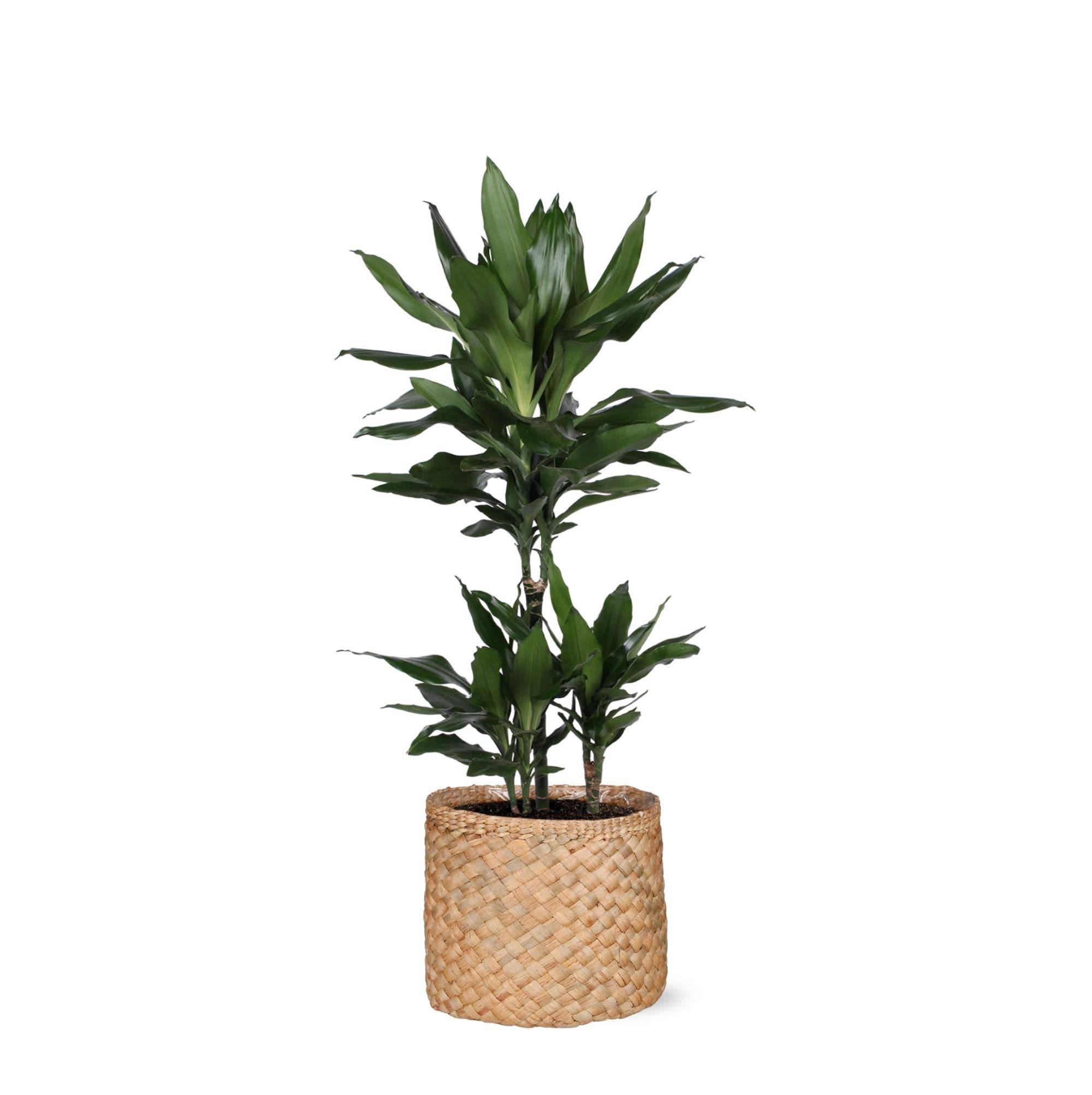 erde glücksfeder Glücksfeder 30 cm kaufen – Kompakte, pflegeleichte Zimmerpflanze –  PlantmyHome