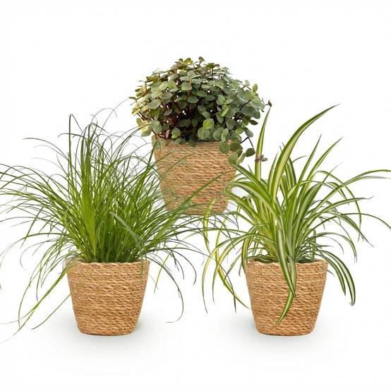 Cyperus - H30cm - Image 4