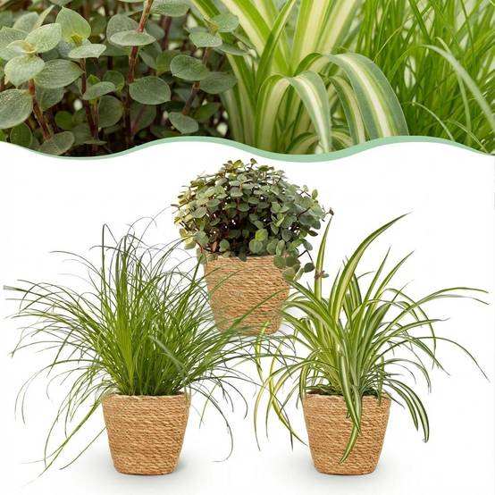 Cyperus - H30cm - Image 2