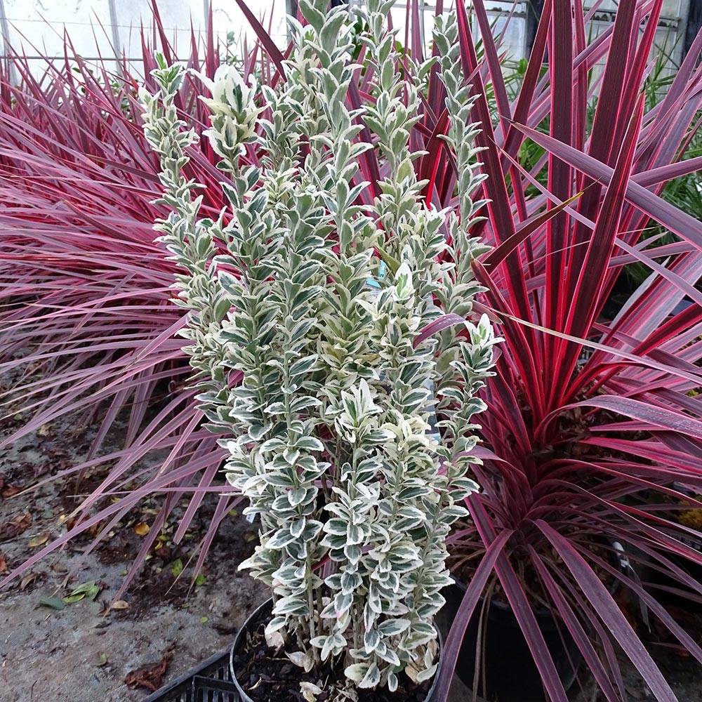 Promesse de Fleurs - Euonymus japonicus White Spire - Fusain du Japon Pot de 2L/3L - Image 1