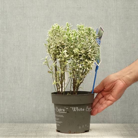 Promesse de Fleurs - Euonymus japonicus White Spire - Fusain du Japon Pot de 2L/3L - Image 2