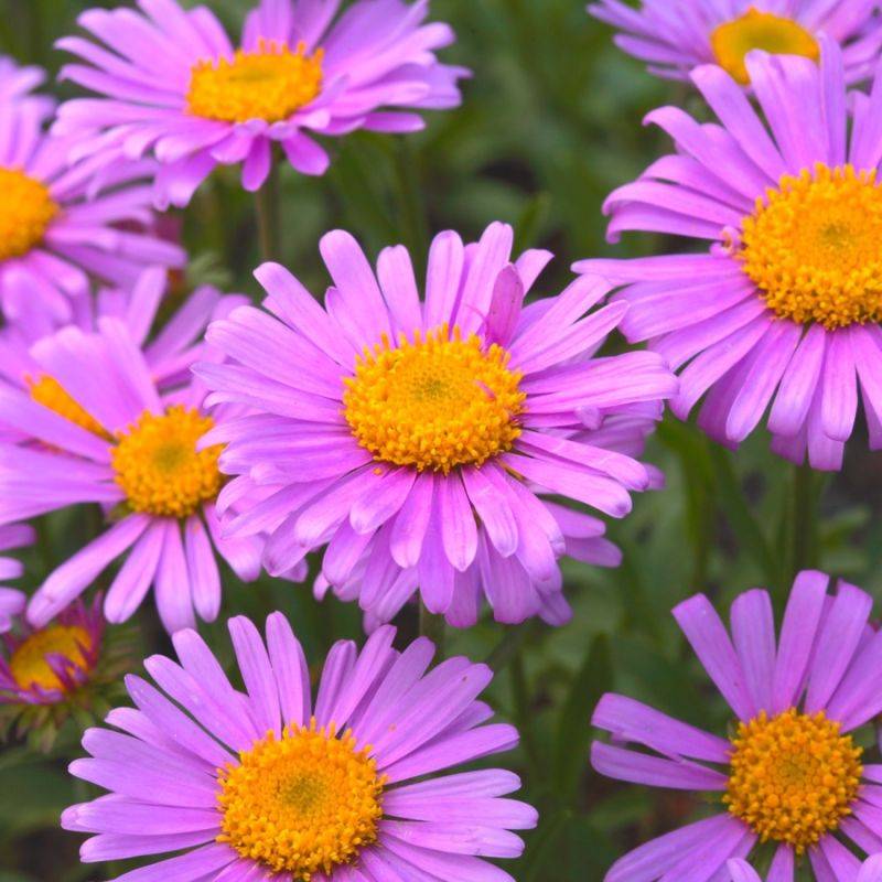 3 Asters 'Herbstgruss Vom Bresserhof' - Lot de 3 vivaces - Pépinières Naudet - Image 1