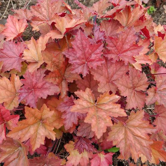 Promesse de Fleurs - Heuchère - Heuchera Copper Dinosaur Godet de 8/9 cm