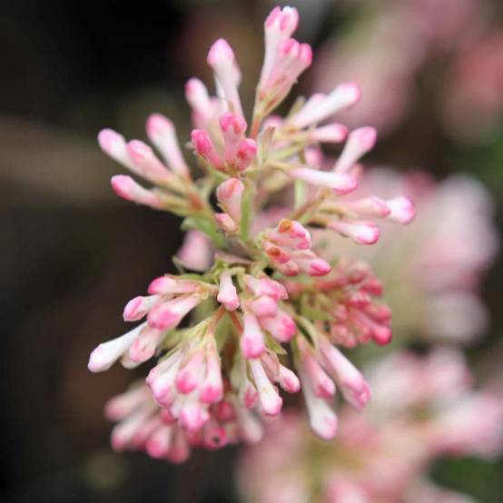 Promesse de Fleurs - Viorne d'hiver - Viburnum bodnantense Charles Lamont. Pot de 3L/4L - Image 1