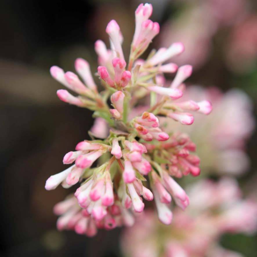 Promesse de Fleurs - Viorne d'hiver - Viburnum bodnantense Charles Lamont. Pot de 3L/4L - Image 1