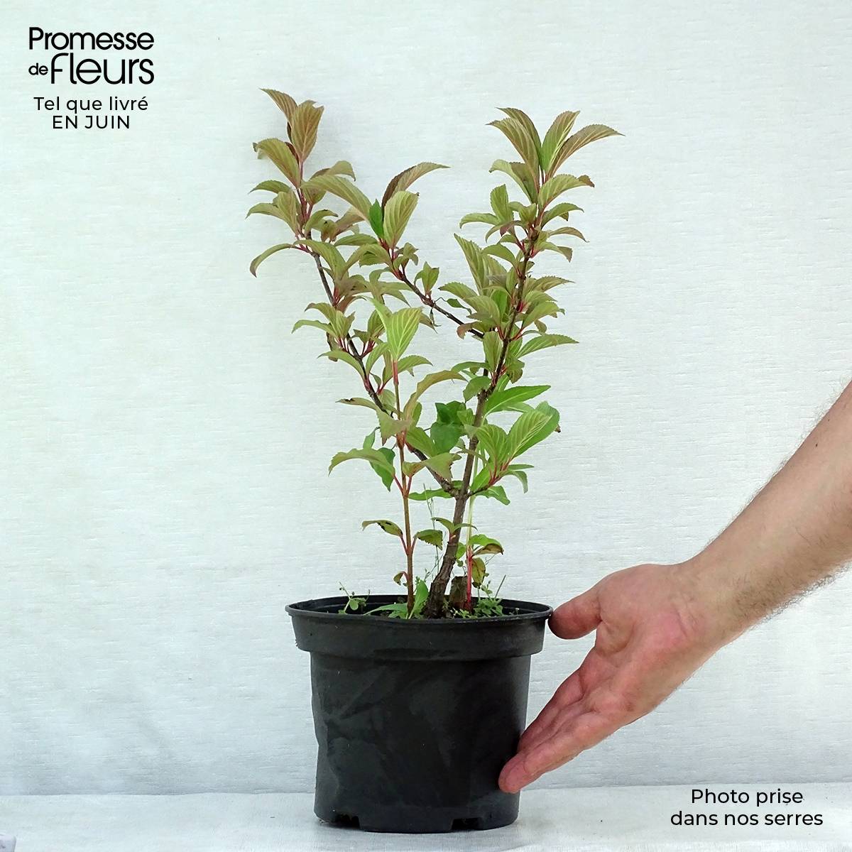 Promesse de Fleurs - Viorne d'hiver - Viburnum bodnantense Charles Lamont. Pot de 3L/4L - Image 2